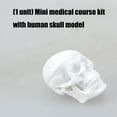 thumbnail image 3 of lixuesong Miniature Human Skull Model Figure For Medicals Anatomy Study And Art Sculpture Reference With Moveable Chin Design, 3 of 3