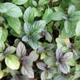 thumbnail image 5 of Set 4 Chocolate Mint Plants, 4 to 7 Inch Tall Starter Plant, Without Pot, Chocolate Mint Fresh Herb Plant for Patio and Garden, Culinary Herbs Fragrant Leaves, 5 of 5