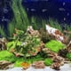 thumbnail image 5 of Terrario, plantas artificiales, pecera, plantas realistas, pecera para reptiles, plantas falsas, hábitat para pecera, plantas bonsái, dragón barbudo, accesorios para pecera, 5 of 7