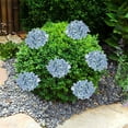 thumbnail image 4 of Tyeign Outdoor Artificial Hydrangea Bushes 18-In, Uv-Resistant Faux Flower Bunch for Wedding Home Shop Planter, No-Fade Spring Summer Porch Decor, 1 Artificial Hydrangea, 1 Artificial Hydrangea, 4 of 9