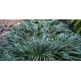 thumbnail image 6 of Classy Groundcovers, Ophiopogon japonicus, O. jaburan, O. japonica (flat of 32 Pots, 2 1/4 inch square), 6 of 10