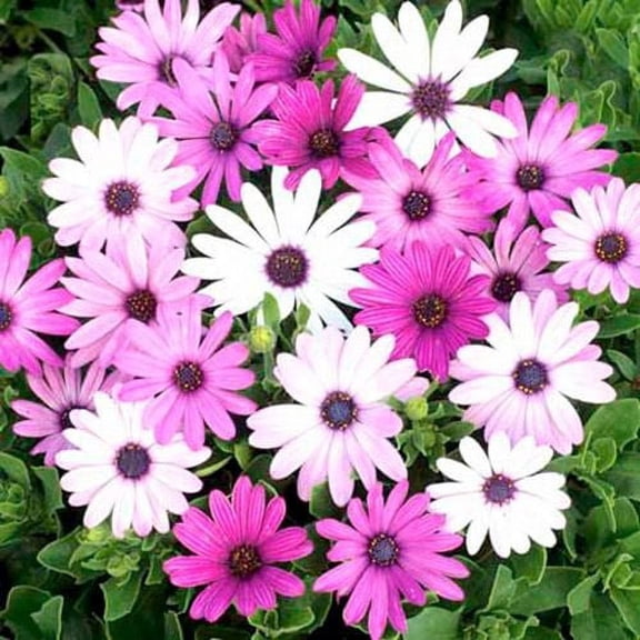 Outsidepride Osteospermum Ecklonis Mix - 200 Seeds