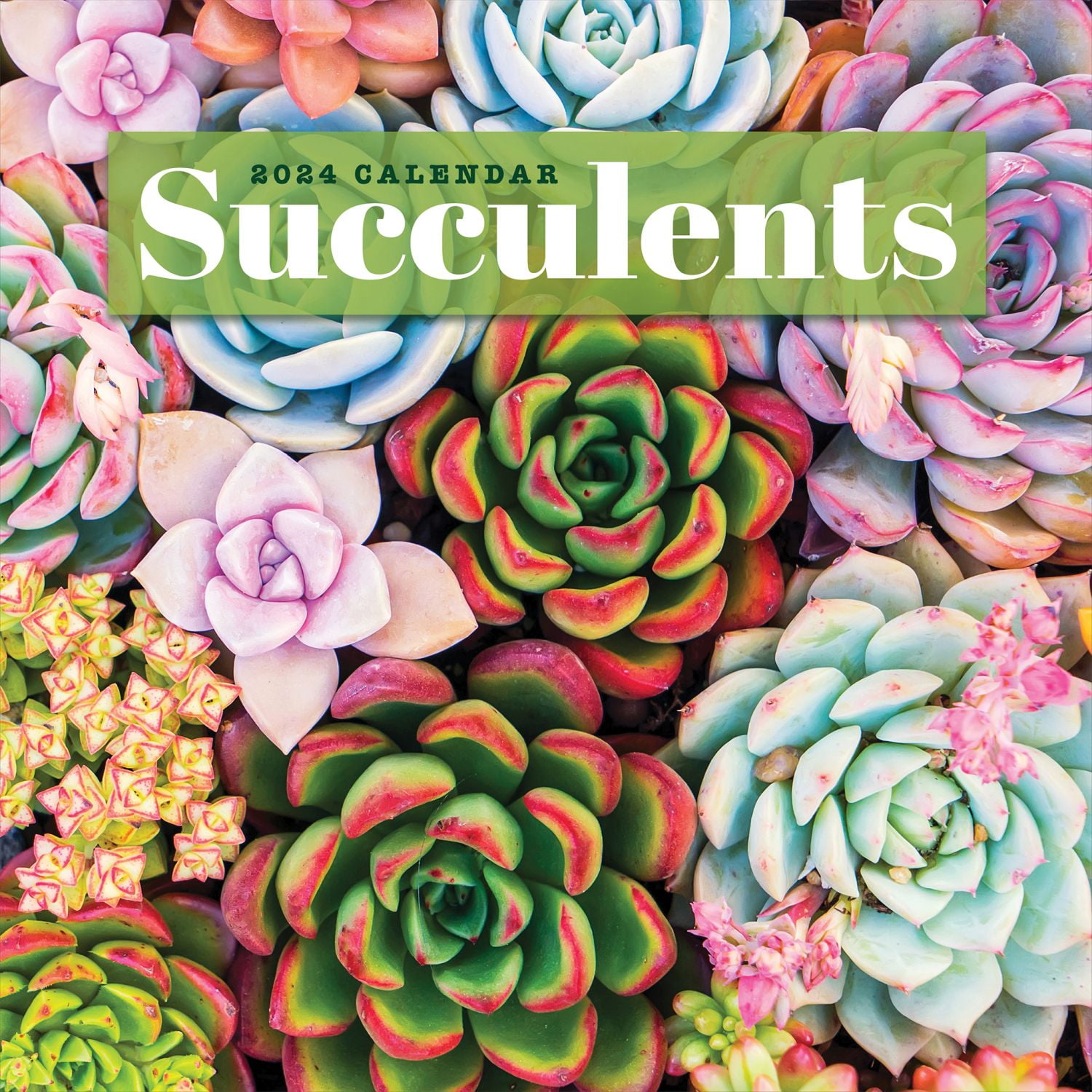 TF Publishing, Succulents 2024 Wall Calendar - Walmart.com