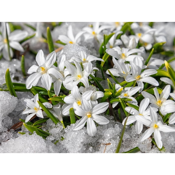 White Glory of The Snow Bulbs for Planting - Alba Chionodoxa Luciliae - Stunning Early Blooming Scilla Flowers (5 Bulbs)