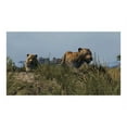 thumbnail image 4 of Cabela's Dangerous Hunts 2013 - Wii, 4 of 11