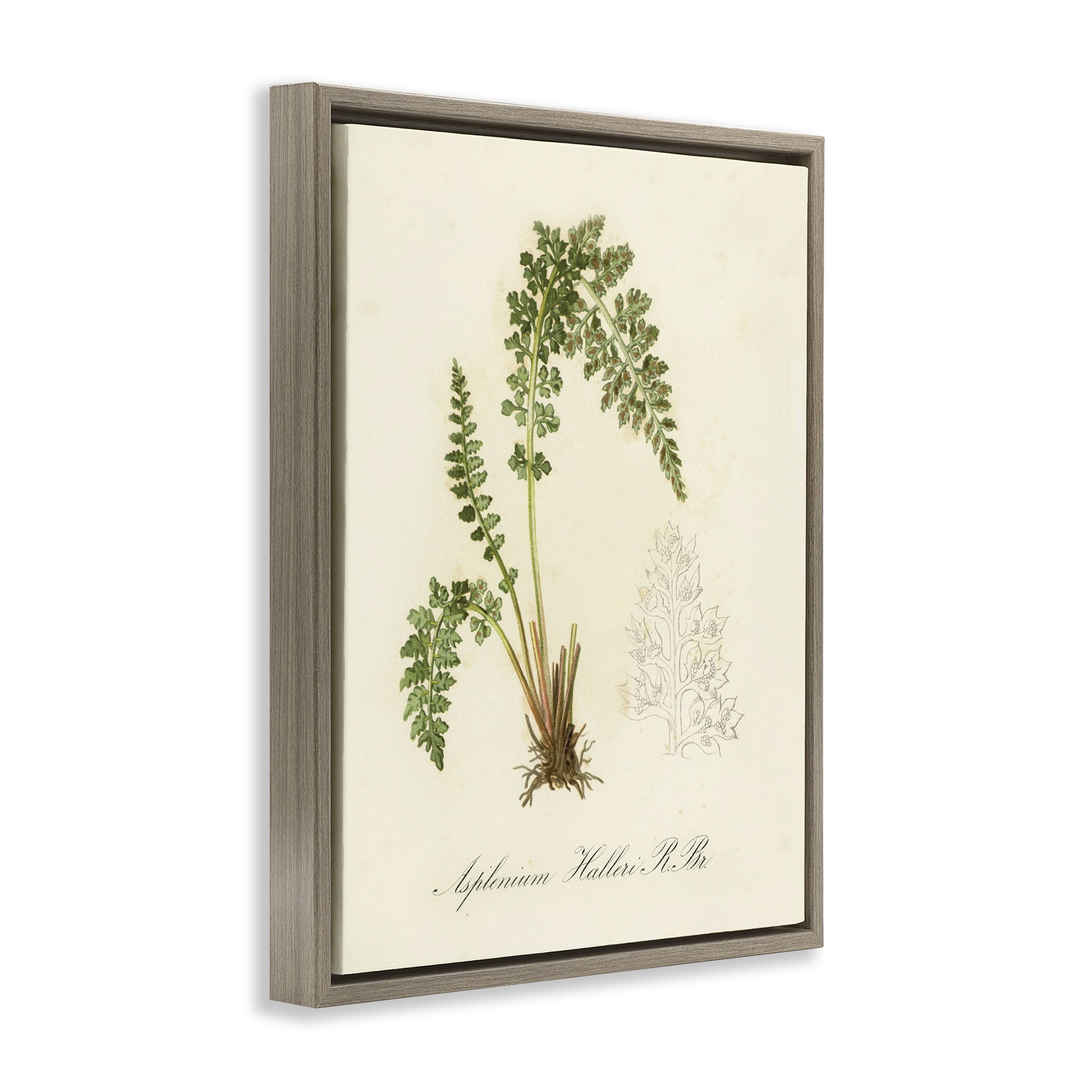 Stupell Industries Scientific Fern Study Plants & Flowers Painting Brown Floater Framed Canvas Art Print Wall Art, 25 x 31