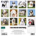 thumbnail image 2 of Old English Sheepdogs 2022 Wall Calendar, 2 of 3