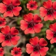thumbnail image 2 of Outsidepride Cinquefoil - 2000 Seeds, 2 of 2