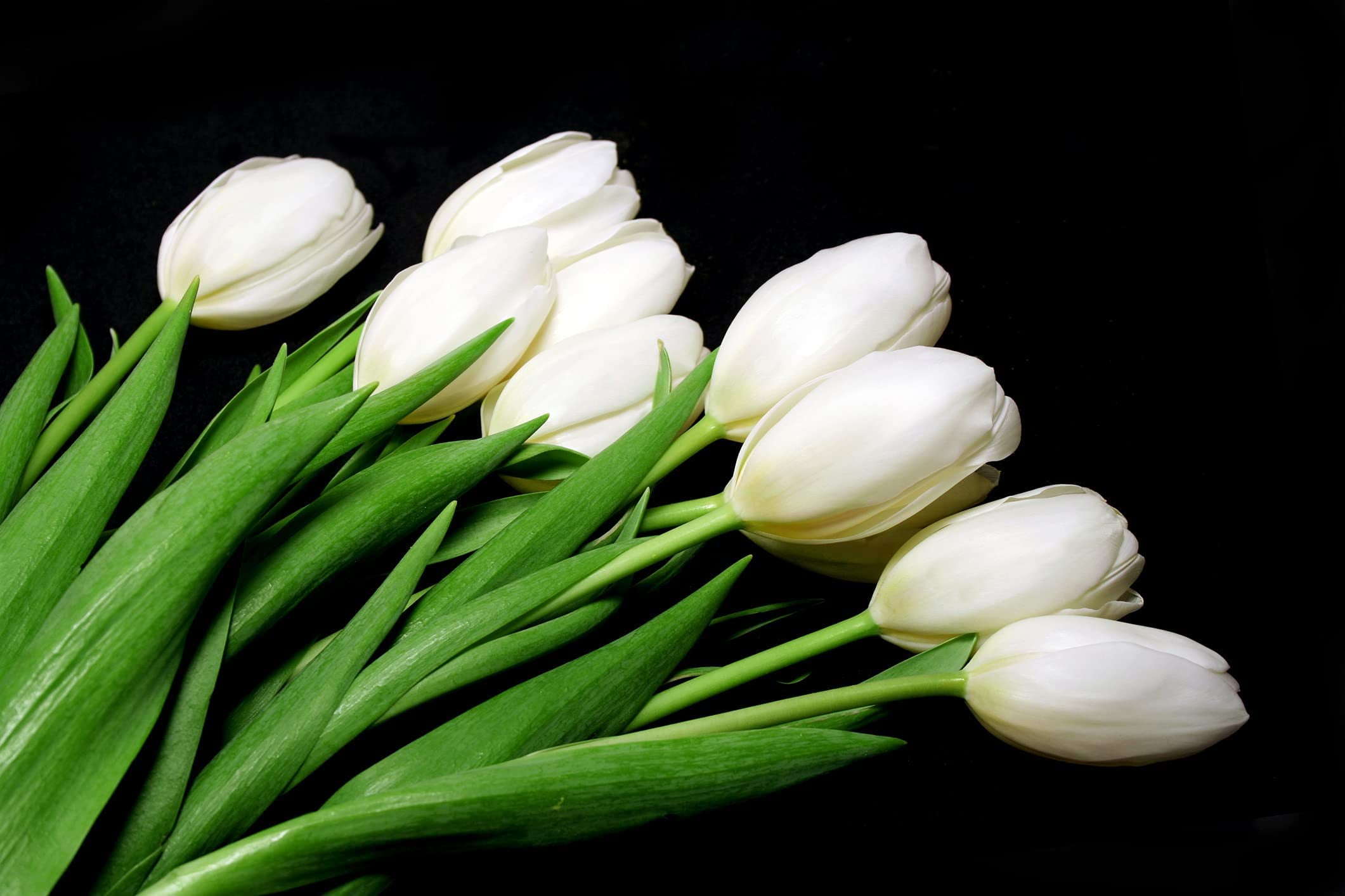 White Tulip Bulbs to Grow 10 Bulbs Ships from Iowa, USA