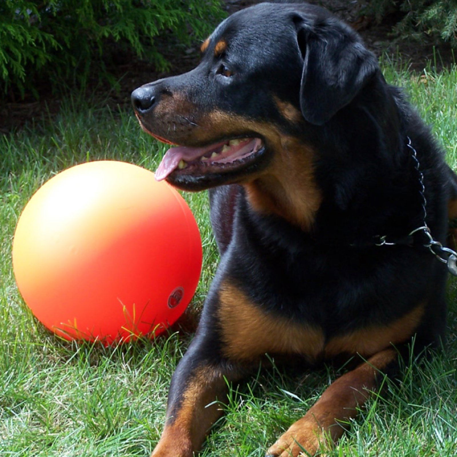 Virtually Indestructible Ball for Dogs 10-inch Hard Thick Polyethylene Plastic 