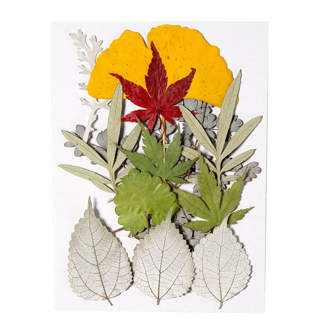 Hojas secas naturales DIY Art Hecho A Mano A La Planta Enmarcada De Hojas De Hojas Decoración Decorativa Para Hogar Para Tarjetas De Boda Resina Vela Verde Hoja 9 Irene Inevent HA010772-02