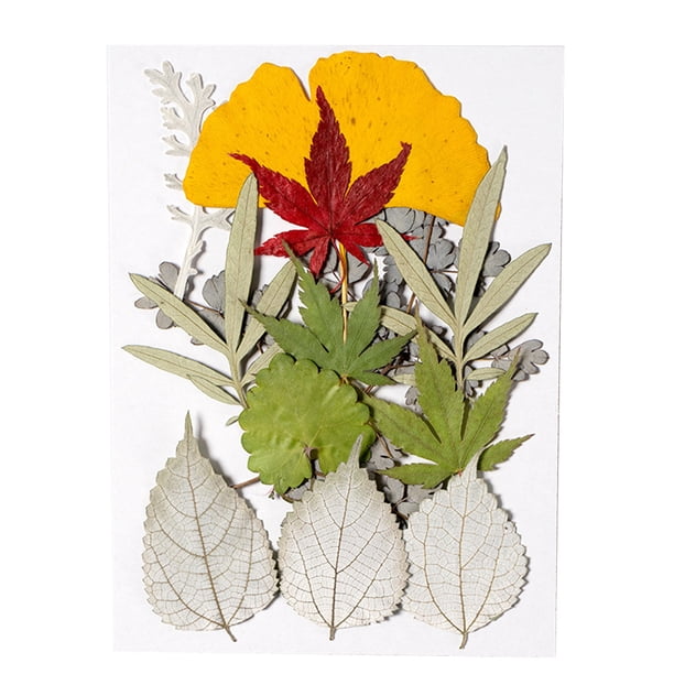 Bearachild Hoja seca natural DIY Arte hecho a mano Planta en relieve Hojas prensadas Decoración Hogar Decorativo para tarjetas de boda de resina Flores artificiales hoja verde 9 Bearachild HA010772-02