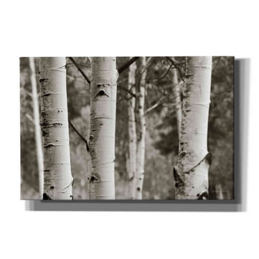Epic Graffiti 'Aspens IV' by Debra Van Swearingen, Canvas Wall Art, 18"x12"