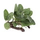 thumbnail image 2 of Plantas Plantas Artificiales Plantas Acuáticas Plantas Decorativas para Acuario Terrario Zulema  Plantas de agua de vivero de reptiles, 2 of 8