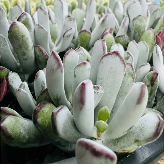 Cotyledon Orbiculata Lady Fingers Plant Live for Planting - Finger Aloe Plant - Cotyledon Orbiculata Lady Fingers Plant - 4 Inch Pot