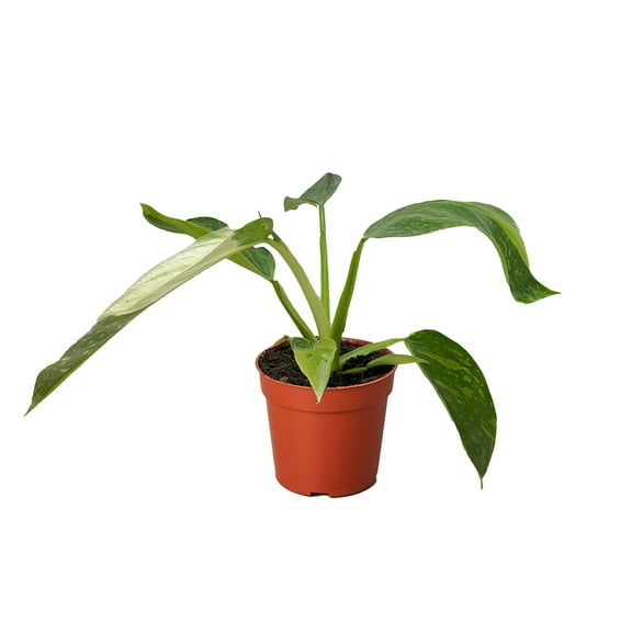 Philodendron Jose Bueno, 4" Pot, Indoor Houseplant, Easy Care, Live Plant for Indoor & Outdoor