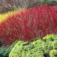 thumbnail image 2 of Brighter Blooms - Red Twig Dogwood Shrub, 1 Quart - No Shipping to AK, AZ, FL, HI, 2 of 7