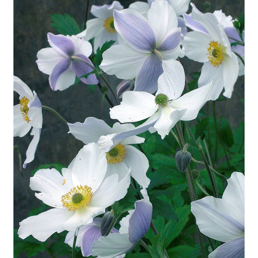 Wild Swan Windflower Plant Anemone sylvestris Bright