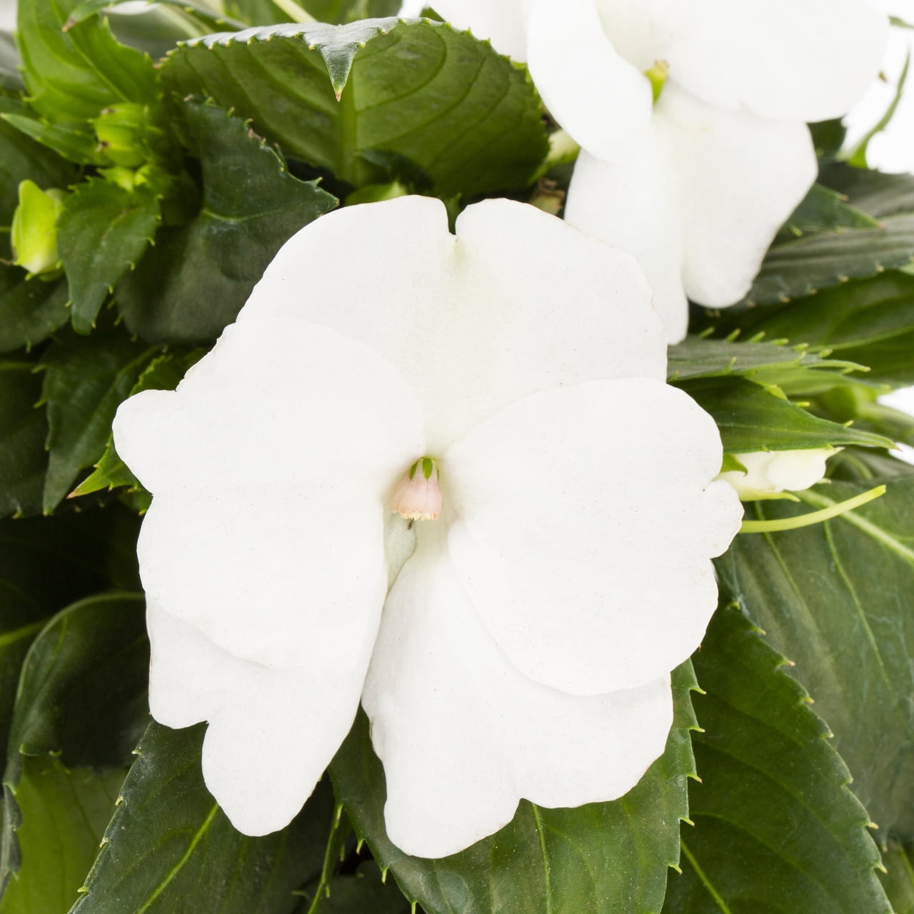 Sunpatiens 1.5PT White Impatiens Live Annual Plant Sun 5-Pack