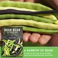 thumbnail image 4 of 2 Packs Tri-Color Mix Bush Bean Seeds - Non-GMO Heirloom Full Sun Annual Vegetable, 4 of 8