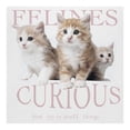 thumbnail image 3 of Playera George para Niña, con Estampados de Gatos y Frases Blanco Talla 8, 3 of 4
