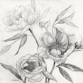 thumbnail image 2 of Robinson, Carol 12x12 White Modern Wood Framed Museum Art Print Titled - Linen Peony Sketch II, 2 of 4