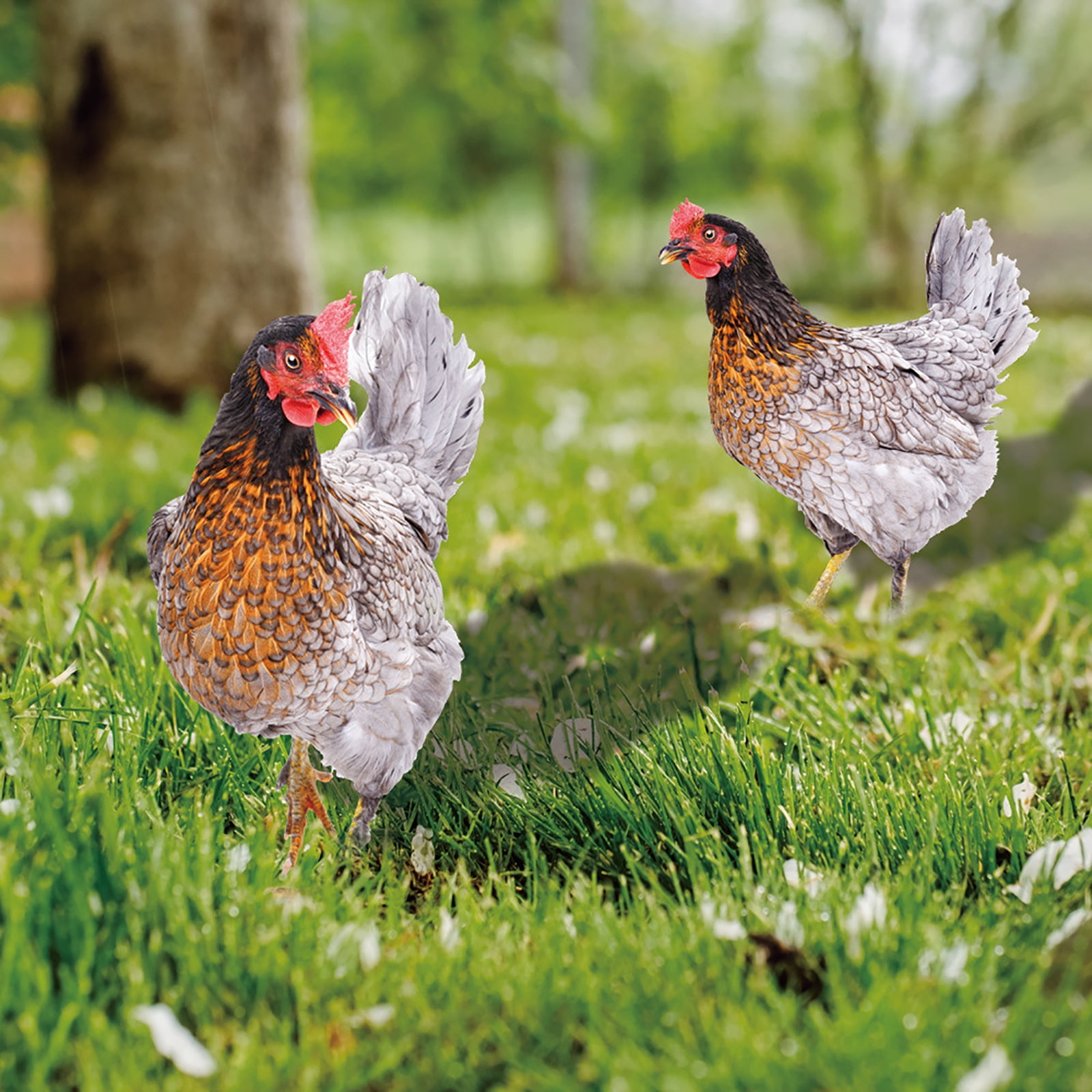 ZPAQI Chicken Yard Sign Decorative Garden Stakes Outdoor Sculpture Outdoor Ornaments