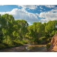 thumbnail image 2 of Fitzharris, Tim 17x15 White Modern Wood Framed Museum Art Print Titled - Cottonwoods along the San Pedro River-Arizona-USA, 2 of 4