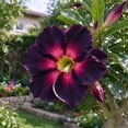 thumbnail image 2 of Desert Rose-Low Maintenance-Ideal for Beds Borders, Plant Pots & Planters, 2 of 5