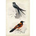 thumbnail image 2 of D Orbigny, M. Charles 13x18 White Modern Wood Framed Museum Art Print Titled - DOrbigny Birds VII, 2 of 4