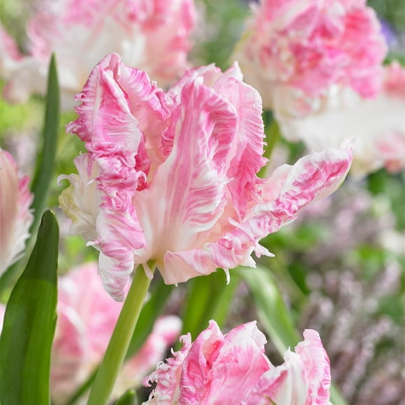 TASC Tulip Flower Bulbs-Tulip Parrot Cabana(20 Bulbs)