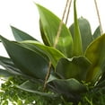 thumbnail image 2 of Nearly Natural 13" Agave and Maiden Hair Artificial Plant in Hanging Basket, Green, 2 of 5