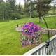 thumbnail image 3 of Xiao Hua Imitación de gloria de la mañana chlorophytum comosum - 75cm decoración exterior realista, - planta de imitación de seda impermeable, adecuada para jardines, paredes, vallas - rojo, 1 pieza, 3 of 5