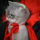 thumbnail image 5 of Capa para perro Disfraces de Halloween para mascotas Capa para gato Disfraz de bruja para perros pequeños y medianos Gatos Cachorros Disfraz divertido para perros Cosplay Disfraz, 5 of 7