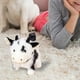 thumbnail image 5 of Peluche de vaca de pelo corto y suave, juguete interactivo con movimiento y sonido, simpático animal de granja para niños, 5 of 5