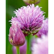 100 Wild Chives Seeds for Planting - Non-GMO Heirloom - Grow Indoors or Outdoors, Wild Chive Herb