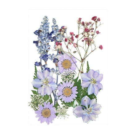 Pompotops Natural Dried Flowers Combination DIY Dry Flower Decorative For Crafts Jewelry Pompotops Natural Dried Flowers Combination DIY Dry Flower Decorative For Crafts Jewelry