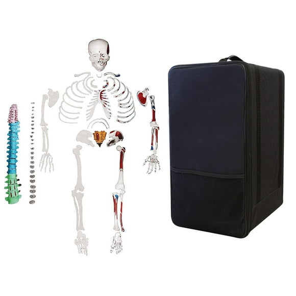 Isaac Technologies IC-B10247-CC0 Total Disarticulated Skeleton | 5 Color-Coded Vertebrae, Muscle, Bones & Osteological features numbered for identification | 3-Part Skull | W Manual & Carrying Case