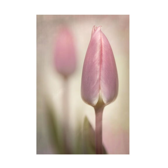 Trademark Fine Art Sharon Williams Pink Tulips Canvas Wall Art