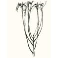 thumbnail image 3 of Goldberger, Jennifer 12x14 Black Modern Framed Museum Art Print Titled - Naive Flower Sketch II, 3 of 5