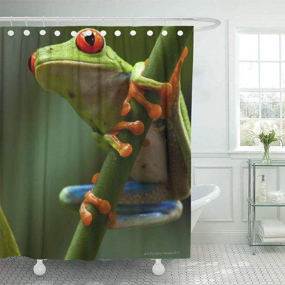 SUTTOM Reptiles Costa Rica Monteverde Red Eyed Tree Cold Shower Curtain 66x72 inch