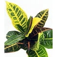 thumbnail image 3 of Colorful Croton - 3" Pots - 2 Pack - Codiaeum Petra, 3 of 3
