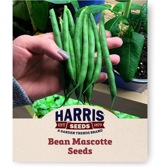 Harris Seeds Mascotte Green Bean, Stringless Pods, Compact Plants, Non-GMO, 100 Count