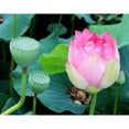 thumbnail image 3 of Rodriguez, Jairo 18x15 Black Modern Framed Museum Art Print Titled - Purple Lotus I, 3 of 5