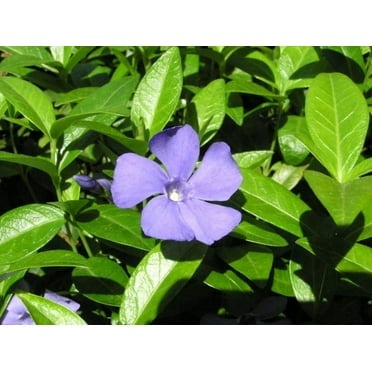 5 Vinca Minor Plants Periwinkle/Vinca - Hardy Groundcover in 3.5 inch Pots