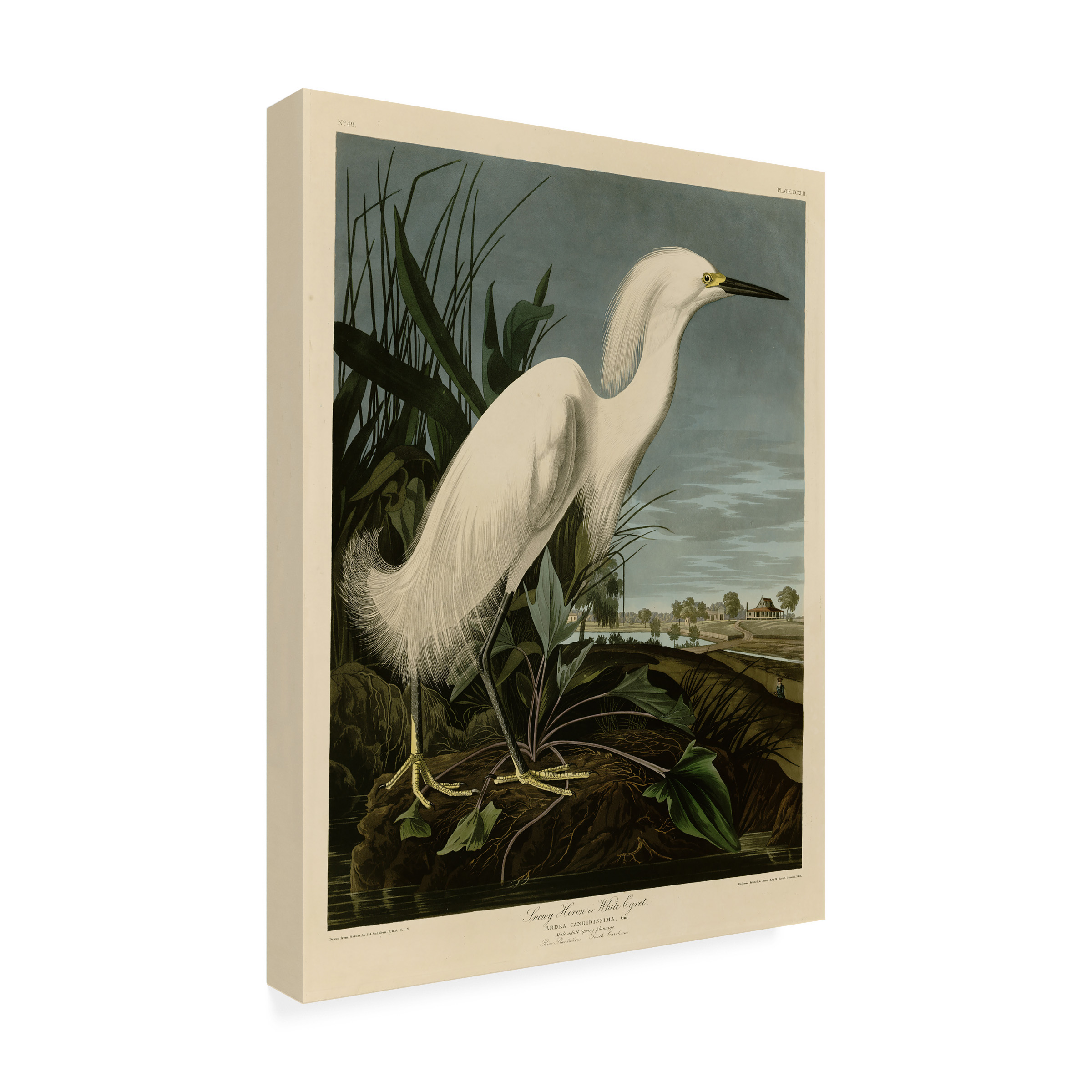 John James Audubon 'Snowy Heron' Canvas Art