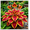 E, variant on Elegant Hosta—Graceful Foliage Display—Brightens up dark garden corners——Year-Round ornamental appeal