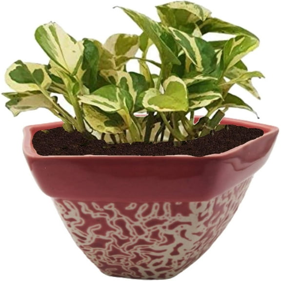 India Meets India Ceramic Flower Pot Planter Indoor Outdoor Planter Handicraft by Awarded Indian Artisan (Red, H-5 x D-8 Inch)