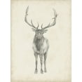 thumbnail image 2 of Art.com Elk Study Art Print by Ethan Harper, 18" x 24", 2 of 4