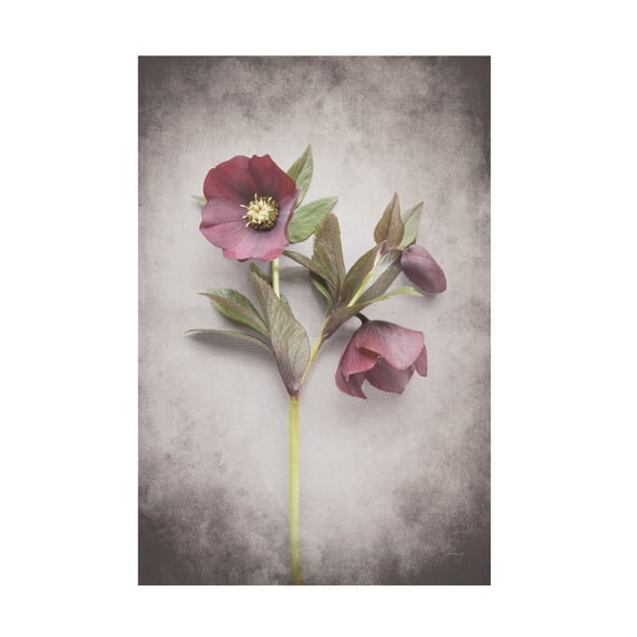 Trademark Fine Art 'Vintage Hellebore Study V' Canvas Art by Felicity Bradley